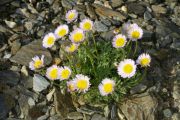 Erigeron trifidus